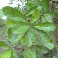 Tamilnadia uliginosa (Retz.) Tirveng. & Sastre
